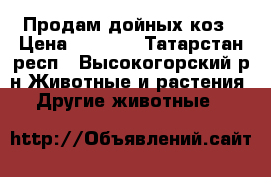 Продам дойных коз › Цена ­ 3 000 - Татарстан респ., Высокогорский р-н Животные и растения » Другие животные   